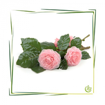 Rosen Centifolia Extrakt 5 l